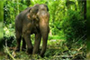 Man killed in elephant attack in Kodagu